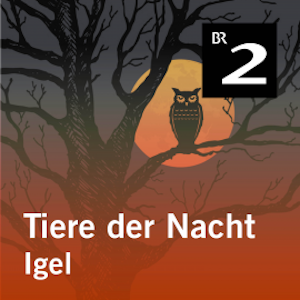 Tiere der Nacht: Igel