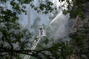 Les se po požáru obnoví sám, větší problém je klimatická krize