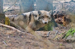 Proč je důležité vracet část krajiny divočině a jakou roli v tom můžou sehrát vlci