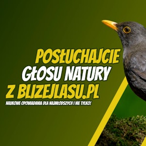 Posłuchajcie Głosu Natury z BlizejLasu.pl - Opowieść o kosie