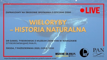 Wieloryby – historia naturalna / Dr Daniel Tyborowski