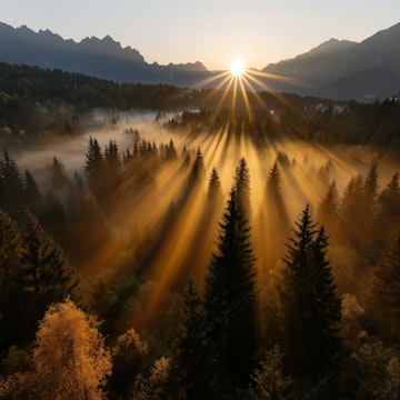 Poranny las – śpiew ptaków, liście na wietrze, Naturiconia